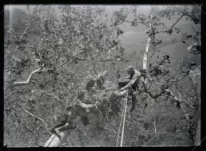 Photograph of H. T. Bohlman and William Finley photographing an eagle’s nest (1904)